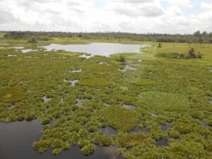 Ilha Flutuante Lago Formoso Penalva MA – Fantástico – Reportagem 1990